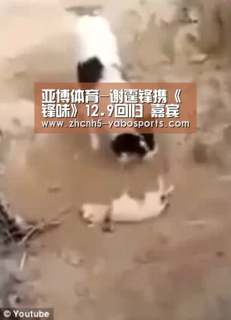 亚博体育-谢霆锋携《锋味》12.9回归 嘉宾名单都有谁?(图2) 亚博体育